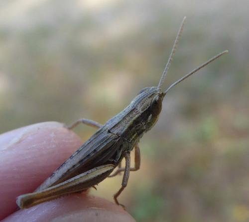 Euchorthippus declivus